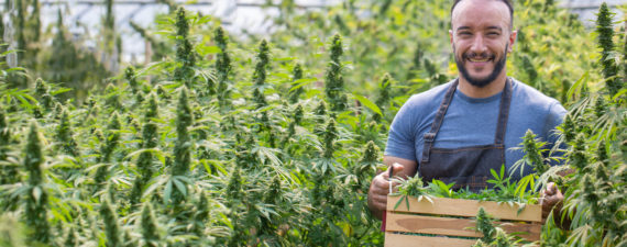 how to become a marijuana grower